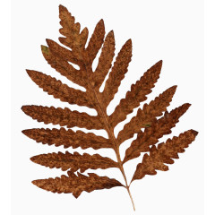 田园风田园风元素