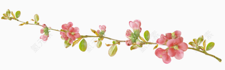 花草矢量图素材卡通装饰图片