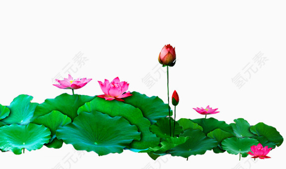 莲藕花