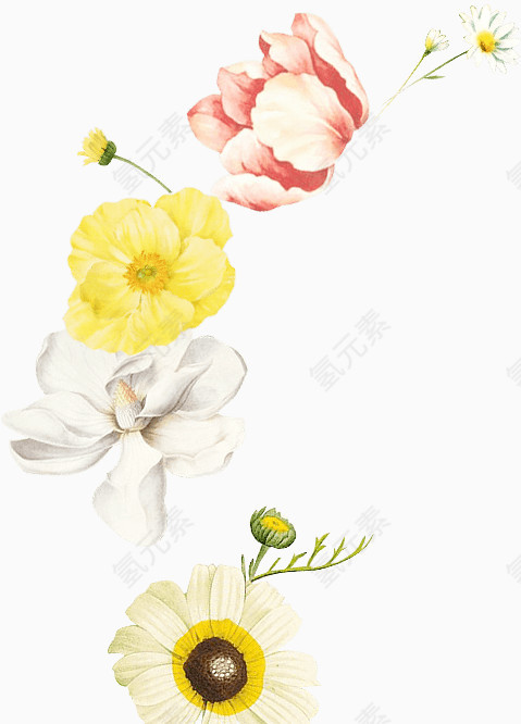 手绘花卉