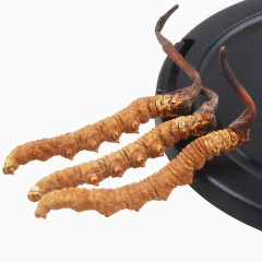 虫草药材冬虫夏草