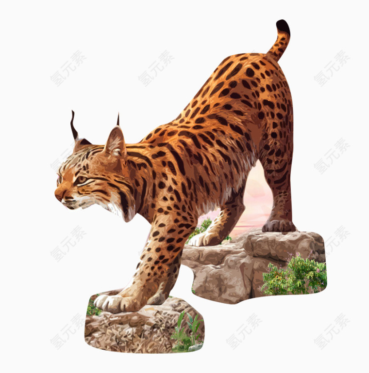 非洲狸猫