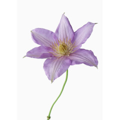 紫色花朵素材