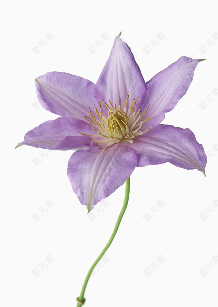 紫色花朵素材
