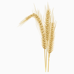 卡通小麦子手绘素材