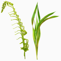绿色植物绿叶免抠PNG图片素材