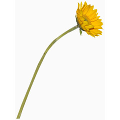 漂亮向日葵花枝