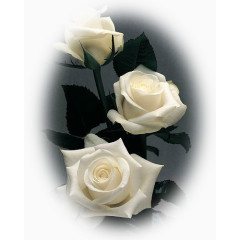 鲜花花卉花草ps素材