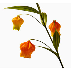 田园风素材装饰素材