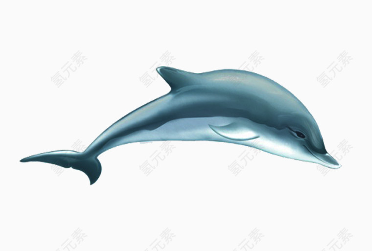 可爱卡通海豚