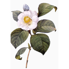 手绘花朵图片抽象鲜花 精美花束