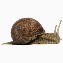 蜗牛免抠PNG图片
