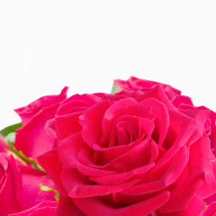 情人节玫瑰花