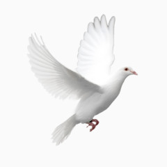 鸽子免抠png素材