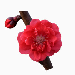 梅花花朵