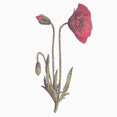 手绘鲜花图片背景元素