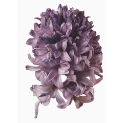 创意花卉图片唯美背景图片