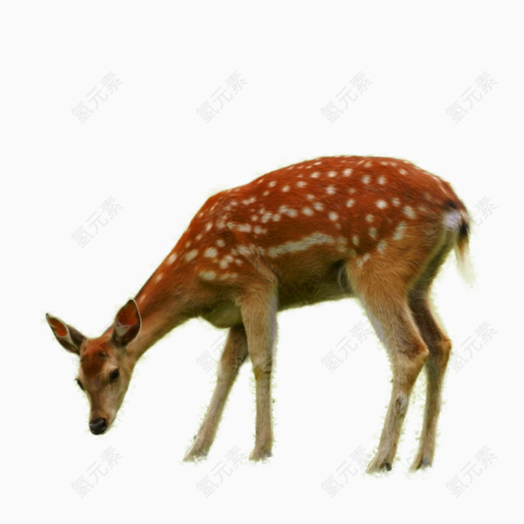 小麋鹿
