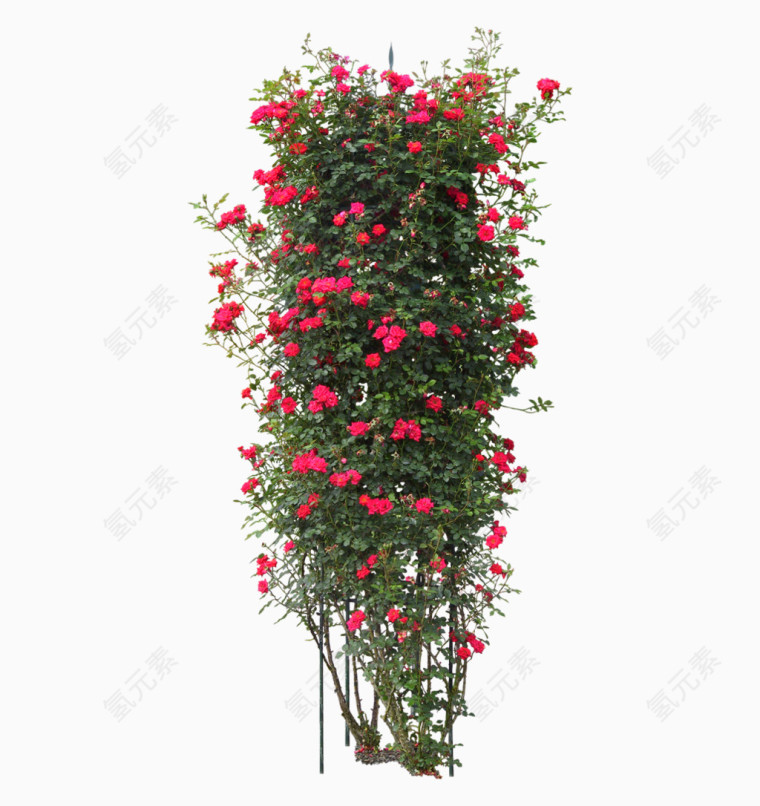 蔷薇鲜花