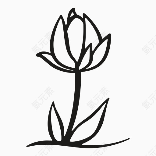 花生长叶自然花瓣植物郁金香复活节的曲线