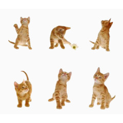 可爱小猫咪动作图