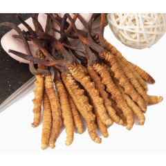 野生药材冬虫夏草