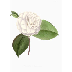 手绘鲜花图片鲜花psd素材