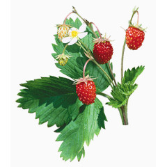 花卉图案素材鲜花图案