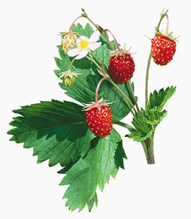 花卉图案素材鲜花图案