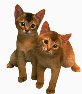 两只猫
