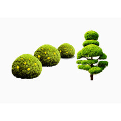 植物
