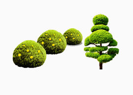 植物