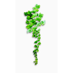 绿叶爬墙虎装饰绿色植物