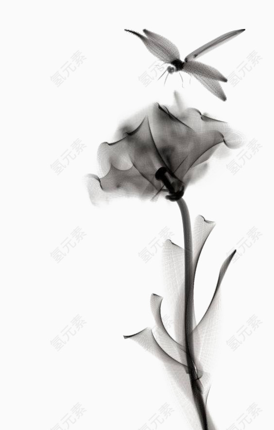在芙蕖间玩耍的蜻蜓
