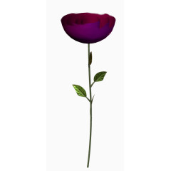 线描花草花卉插画