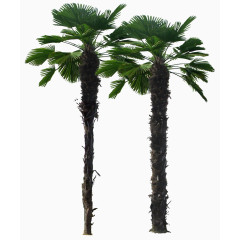 户外较高的树木