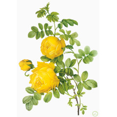 装饰图片素材手绘装饰素材