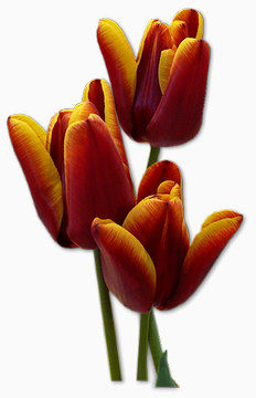 Mk states Historic debarca Icon