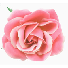 花卉花卉图案素材