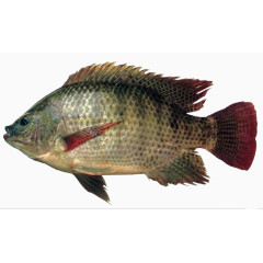 水族类动物罗非鱼