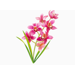 粉红色花瓣花草