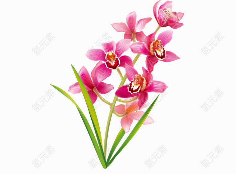 粉红色花瓣花草