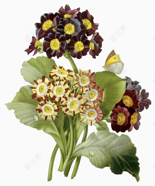 花卉
