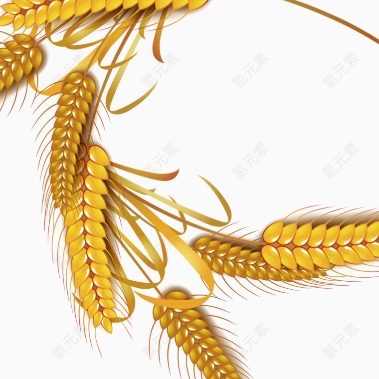 麦穗