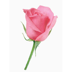 庆典花卉抽象鲜花玫瑰花 玫瑰花会