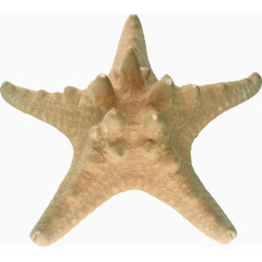 海星