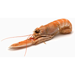 大龙虾素材