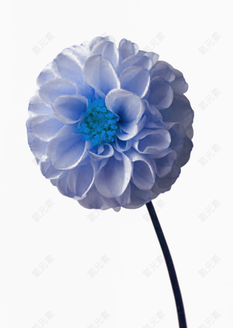 漂亮的蓝紫色大丽花免扣素材