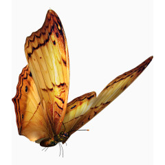 美丽的蝴蝶装饰元素