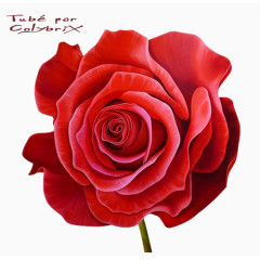 唯美花草图片矢量花卉素材